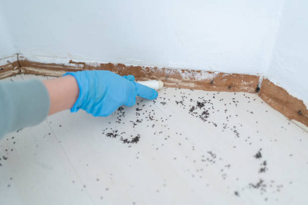 Best Bed Bug Extermination  in Turtle Creek, PA